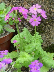 Primula cortusoides